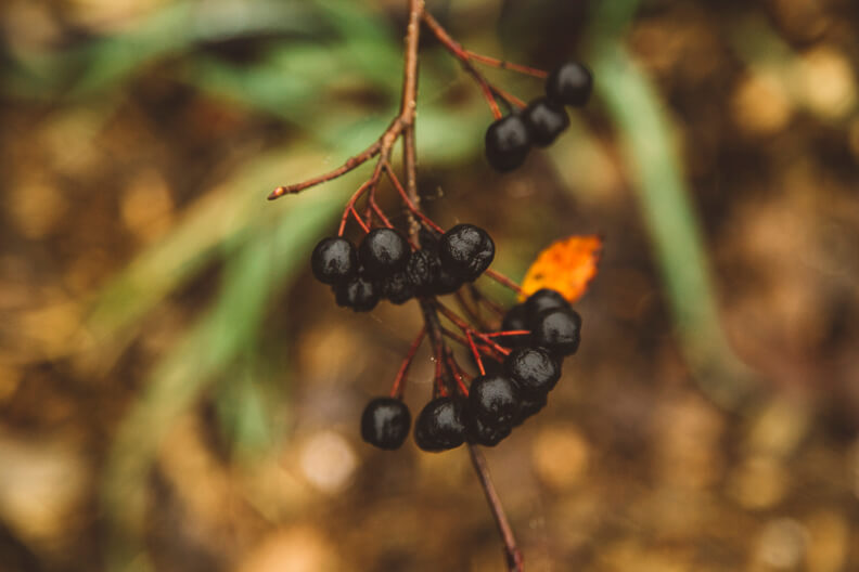 Black berries hanging on thin red branch with blurred autumn background