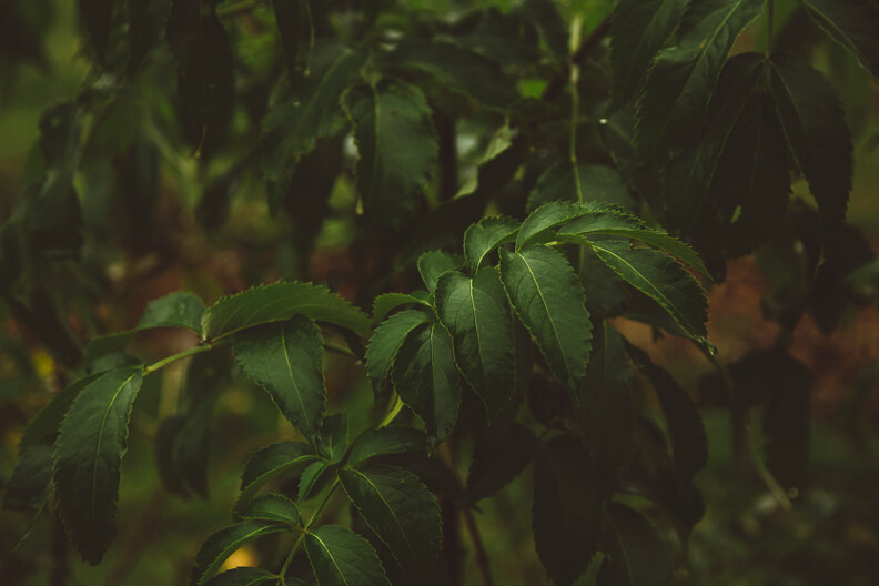 Green leaves clustered together in dense, shadowy forest foliage