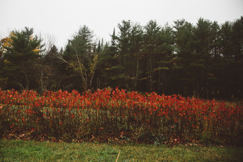Vibrant red shrubs line forest edge with pine trees in background