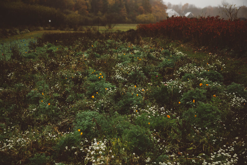 Wild meadow with white and yellow flowers, autumn trees in background