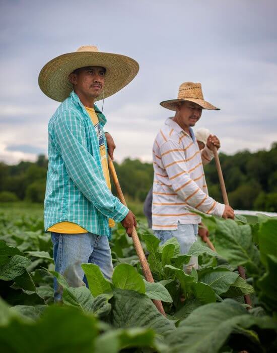 Two farmers with wide-brimmed hats working in a lush green field