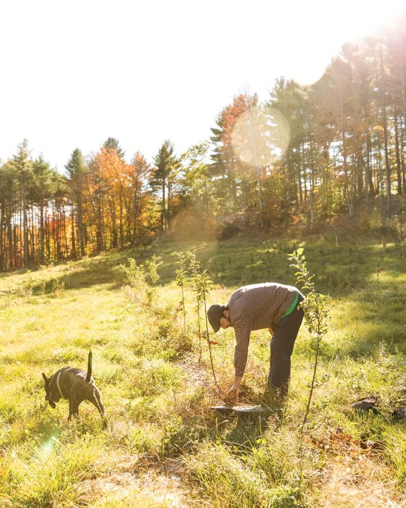 Person planting trees with dog in sunny autumn forest clearing