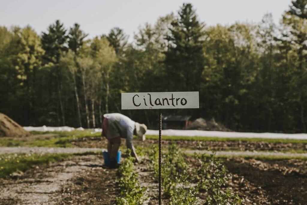Cilantro sign in garden with farmer working in background