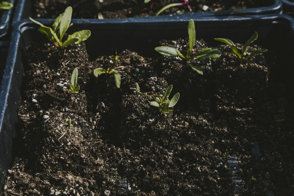 Young seedlings sprouting in dark soil inside a planting tray