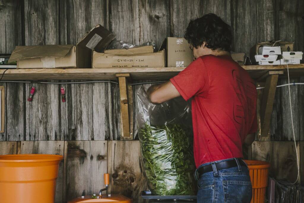 Person in red shirt sorting large bag of fresh green leaves in shed