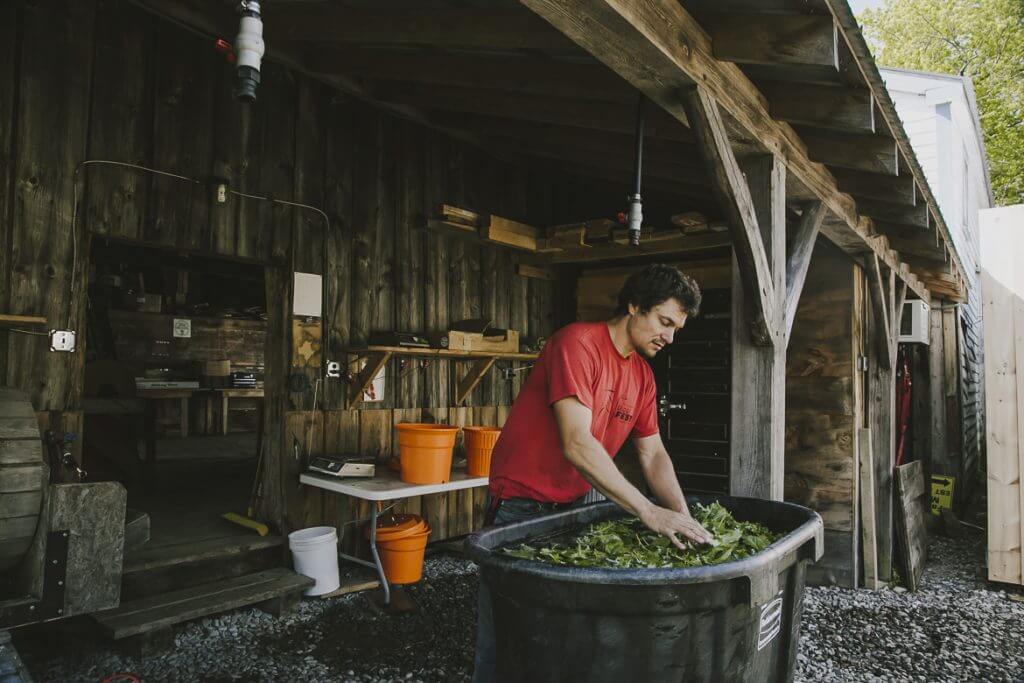 Person in red shirt sorting leaves in large container inside wooden shed