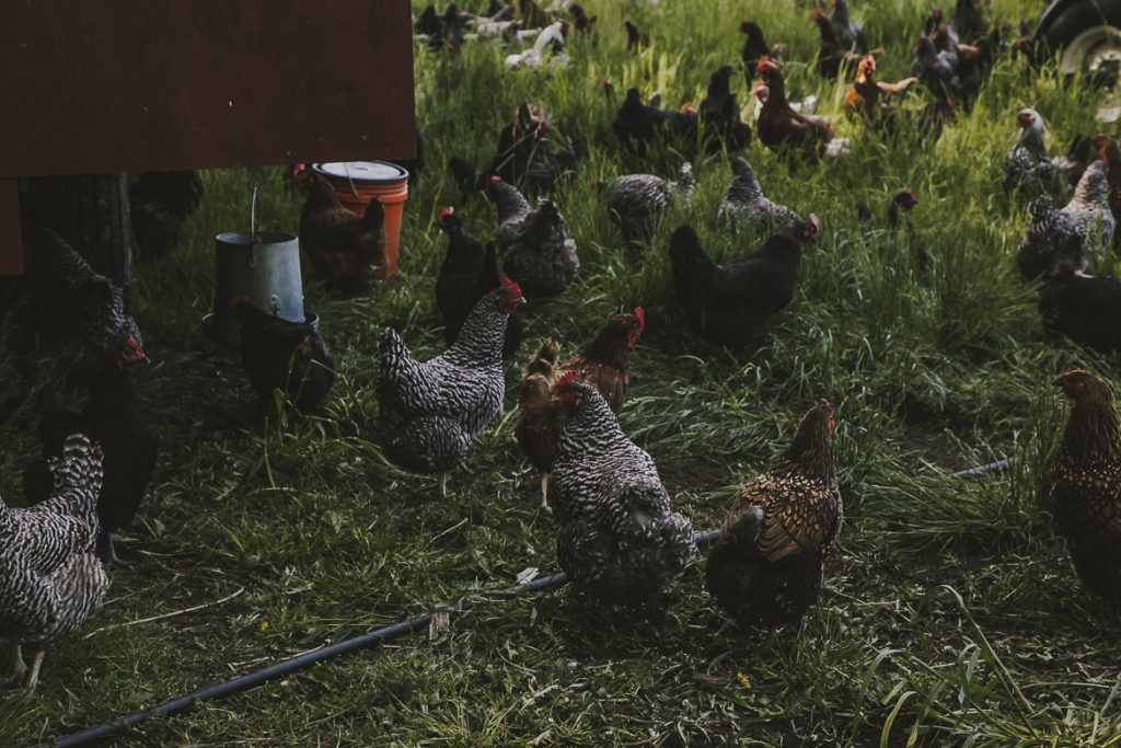 Chickens roam freely in a grassy farmyard with water buckets nearby