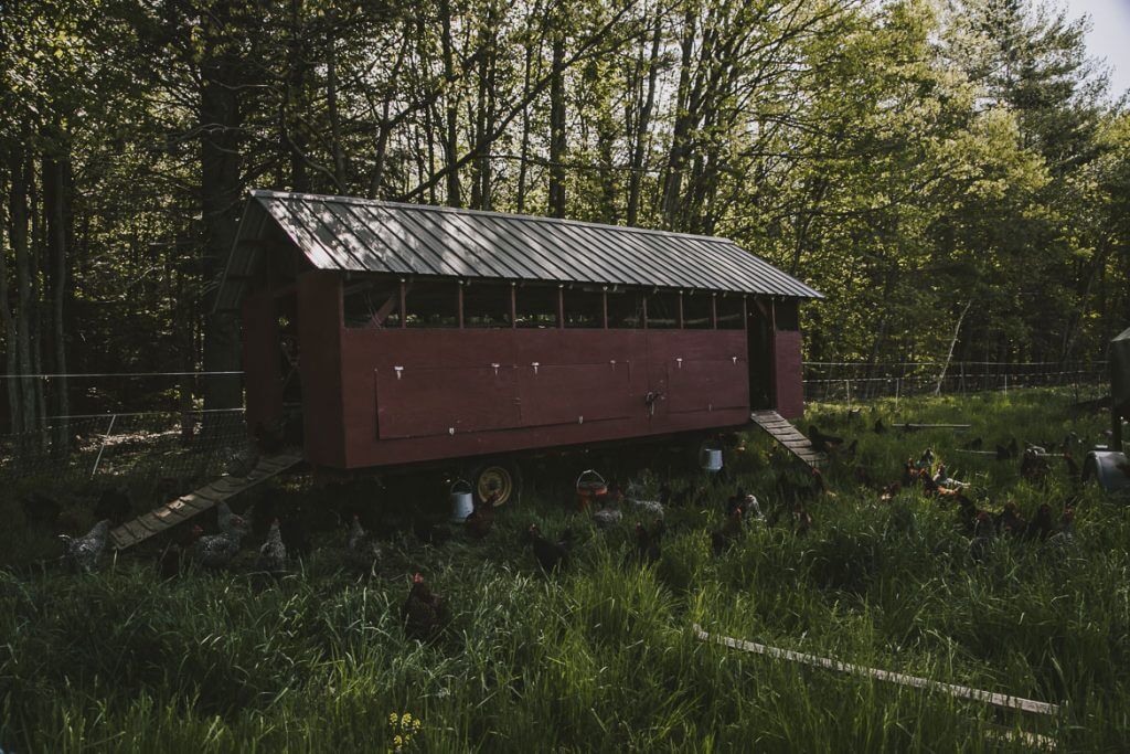Red chicken coop in grassy forest clearing with metal roof