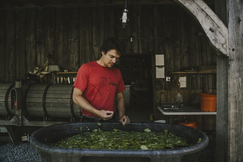 Person sorting green leaves in large container inside rustic wooden barn