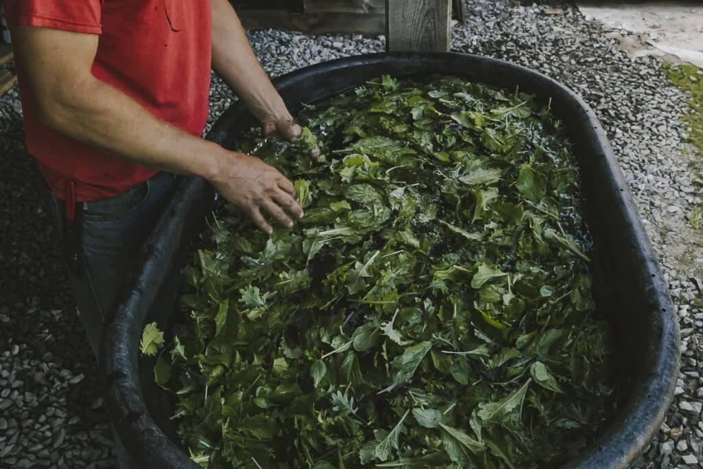Person in red shirt sorting fresh green leaves in large black container