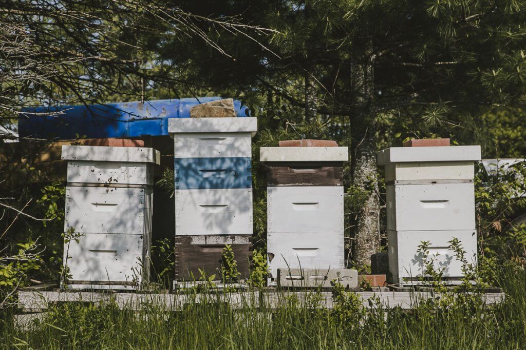 Four white and blue beehives in grassy forest clearing