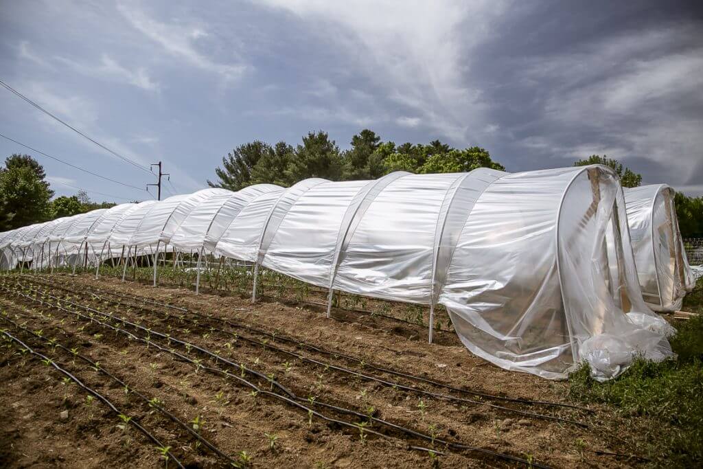 Long white agricultural tunnels on farm field with irrigation lines