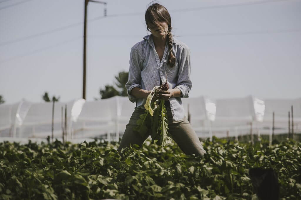Farm worker harvesting plants in greenhouse with white structures