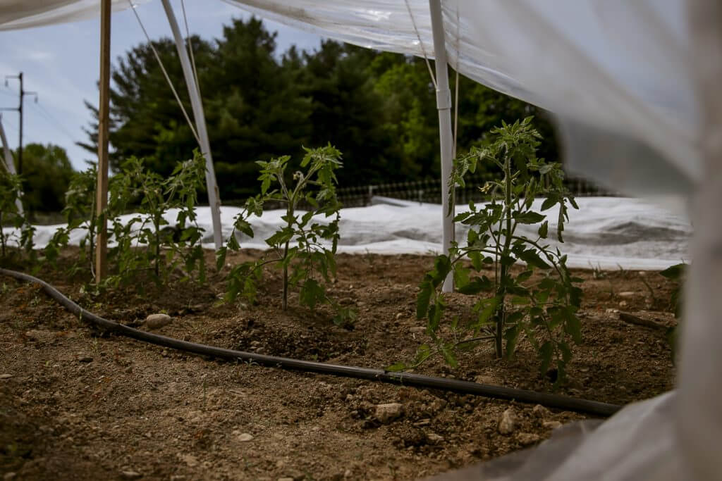Young tomato plants growing under white protective cover with irrigation hose