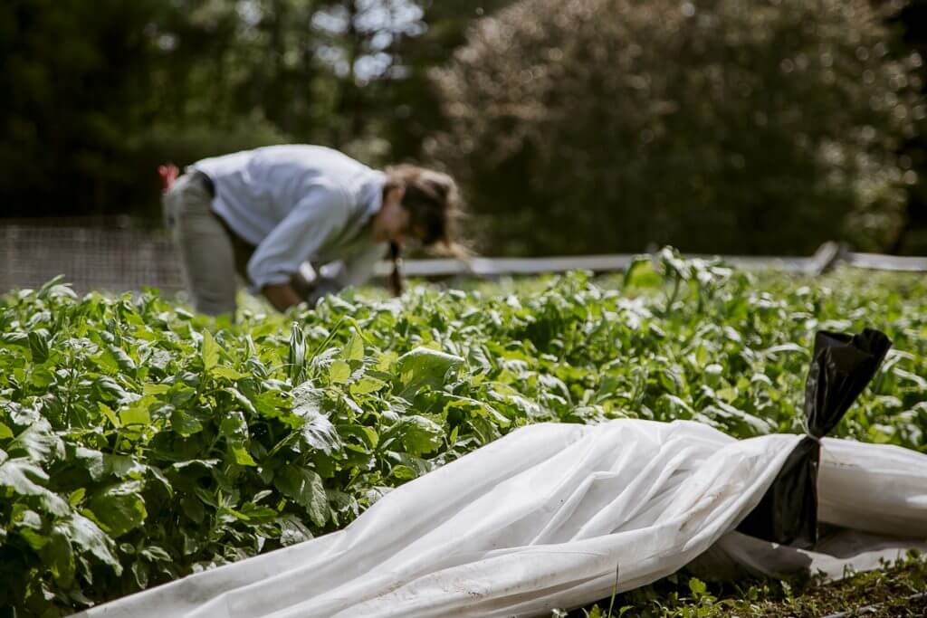 Gardener tends to lush green plants in raised garden bed