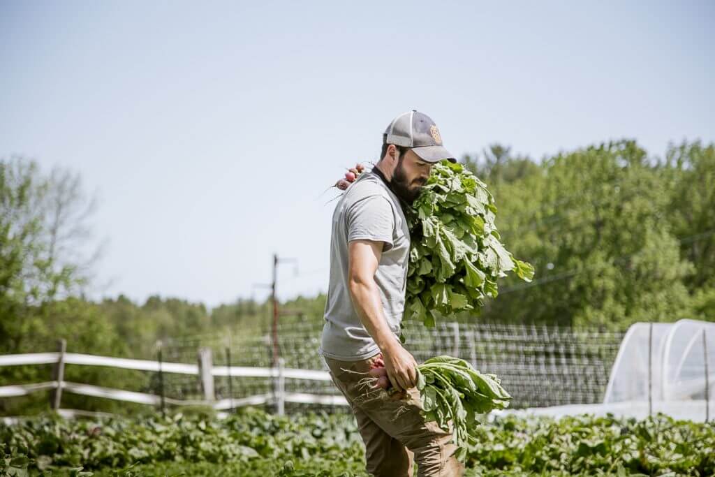Farmer carrying fresh leafy greens in agricultural field with greenhouse
