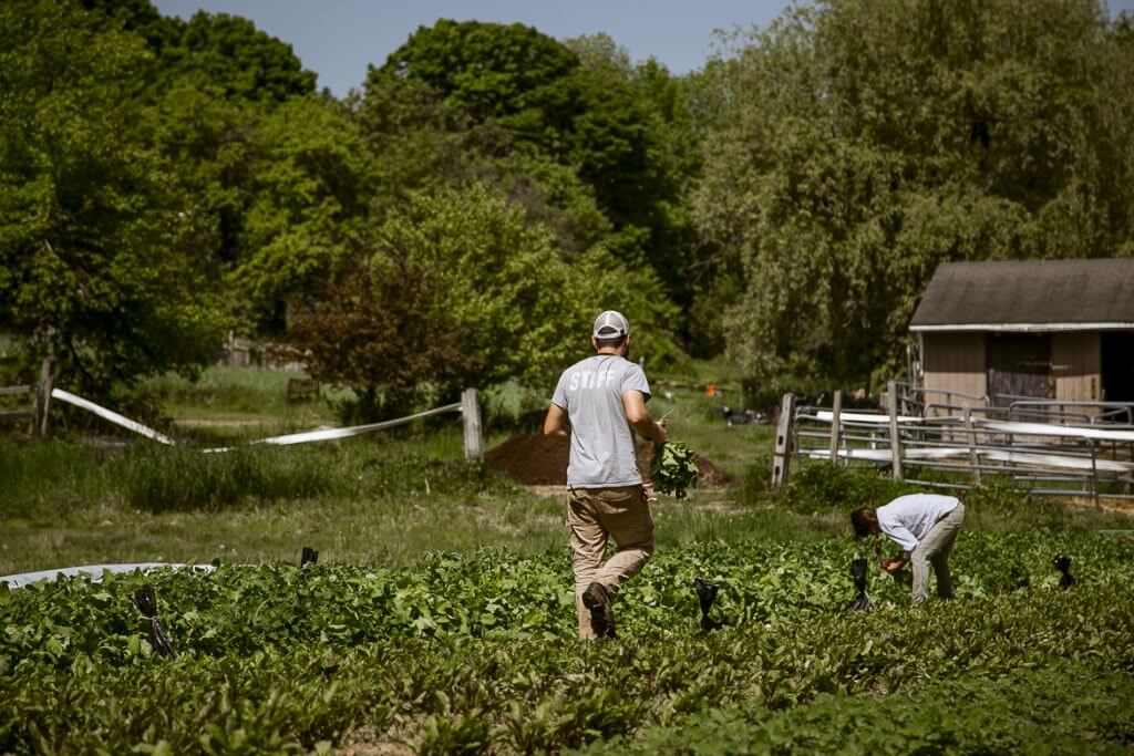 Two people harvesting fresh produce on a sunny farm with trees