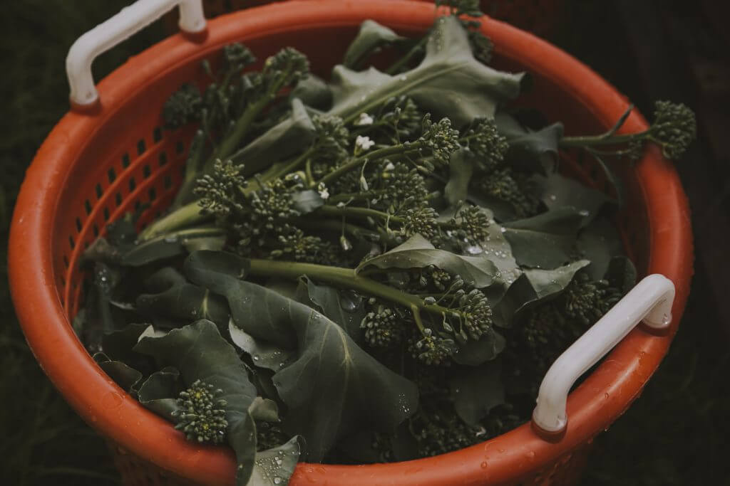 Fresh broccoli in an orange colander with water droplets