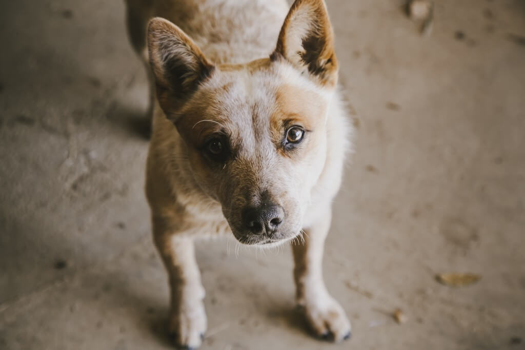Mixed-breed dog with soft fur and intense gaze sitting on concrete floor