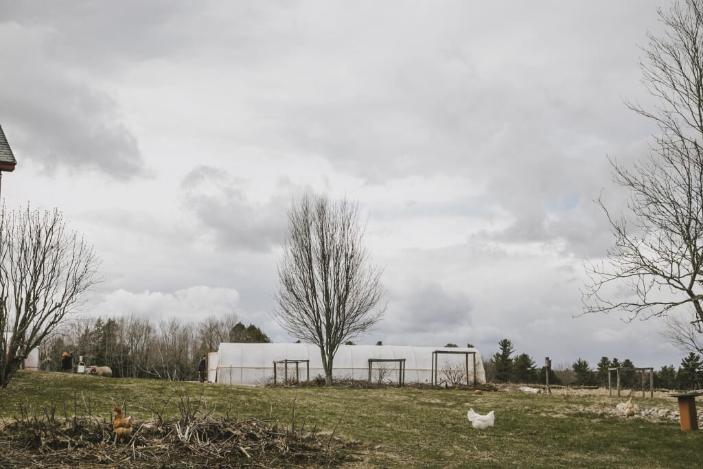 Overcast farm scene with bare trees, greenhouse, and white chicken
