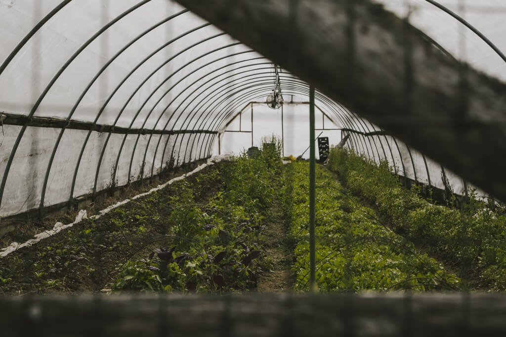 Green plants growing inside a curved white greenhouse with metal frame