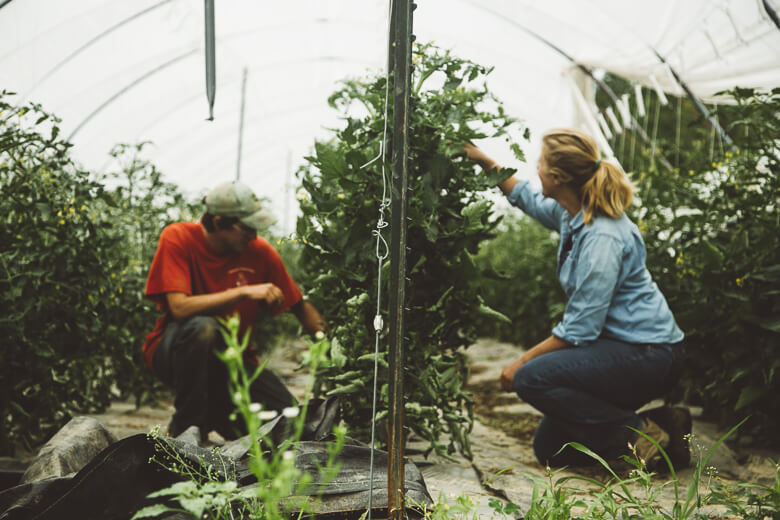 Two gardeners tending to plants inside a greenhouse with tomato vines