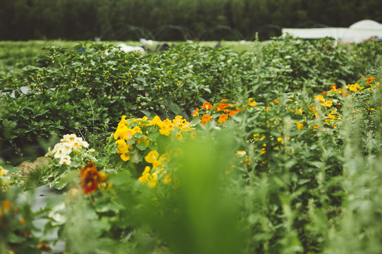 Lush garden with yellow and orange flowers among green leafy plants