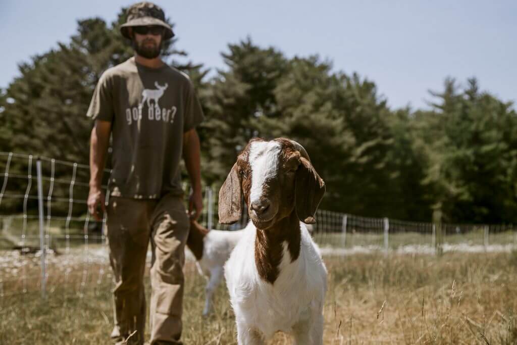 Goat standing in field with person wearing "got deer?" t-shirt