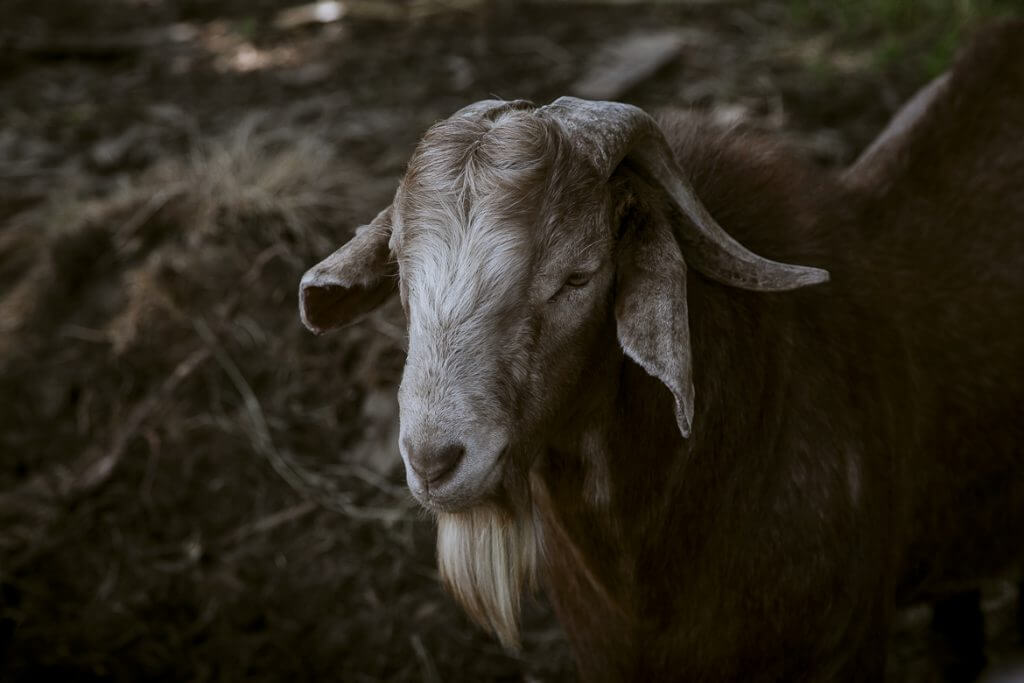 Beige goat with horns looking to the side in a dark forest setting