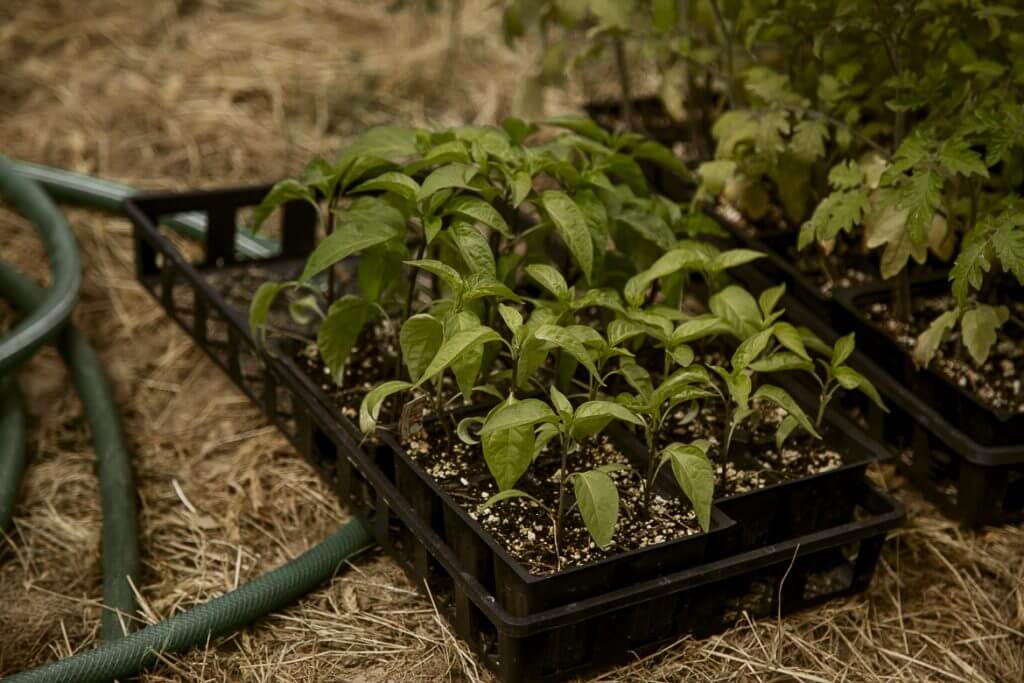 Young green seedlings in planting tray with garden hose on straw background