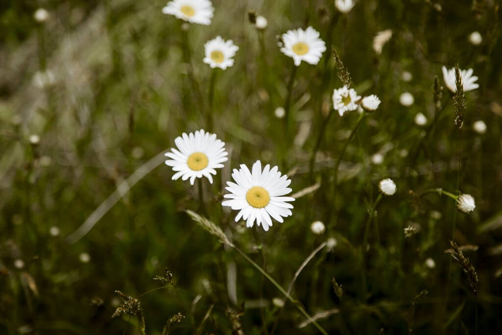 White daisies blooming in a lush green meadow on a soft summer day