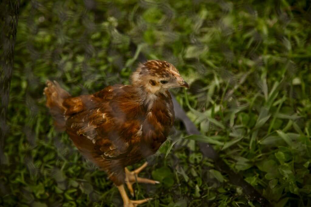 Brown chicken standing in green grass, looking alert and fluffy