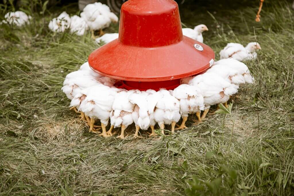 White chicks huddled around a red heat lamp in grassy farmyard