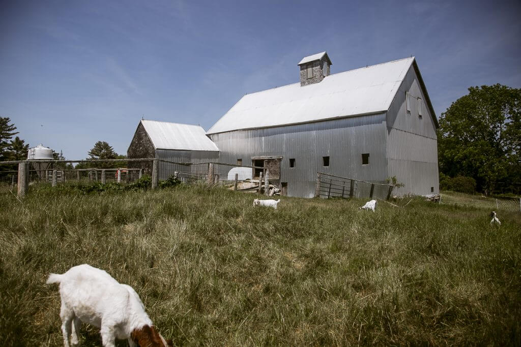 White goats grazing near metal barns on a grassy rural farm