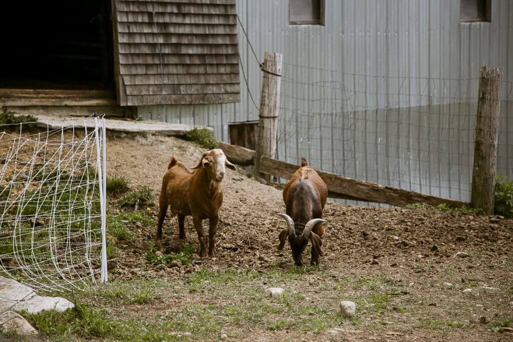 Two goats standing in a fenced yard near a wooden farm building