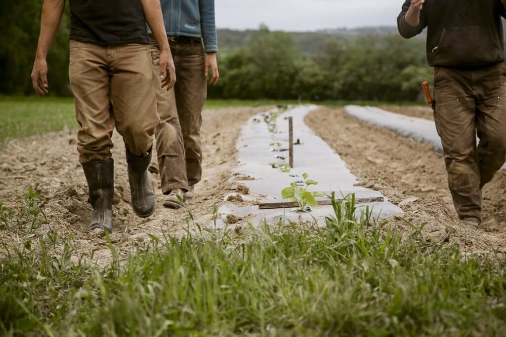 People walking on muddy path near newly planted seedlings in garden