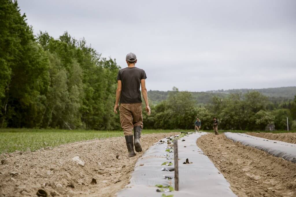 Person walking along irrigation canal with planted seedlings on farm