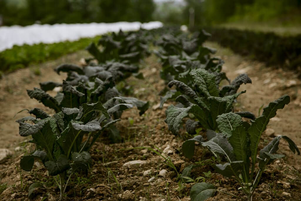 Rows of dark green kale plants growing in rocky soil on a farm