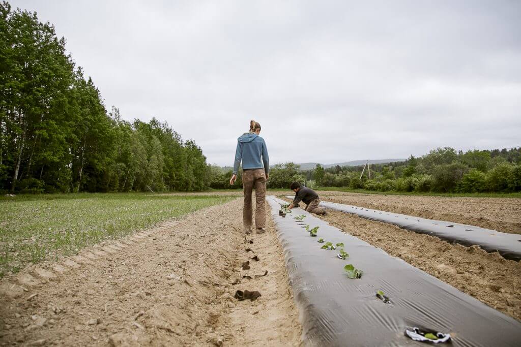 Farmers planting seedlings in plastic-covered rows on rural agricultural field