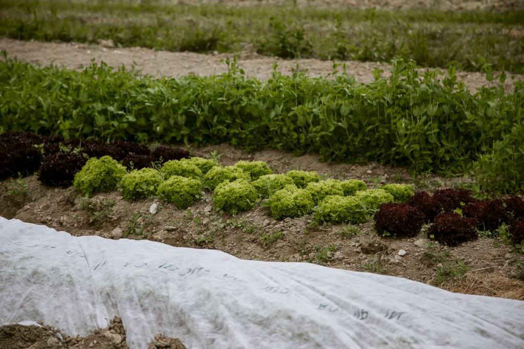 Green and purple lettuce rows in agricultural field with white fabric