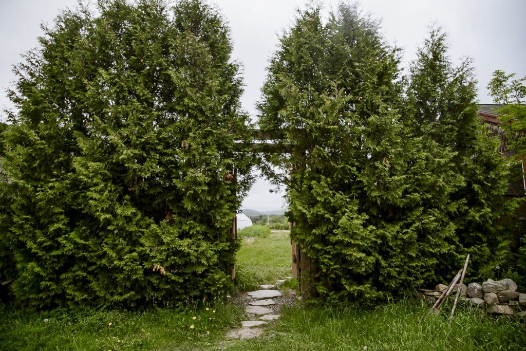 Stone path through green hedge gate leading to grassy meadow