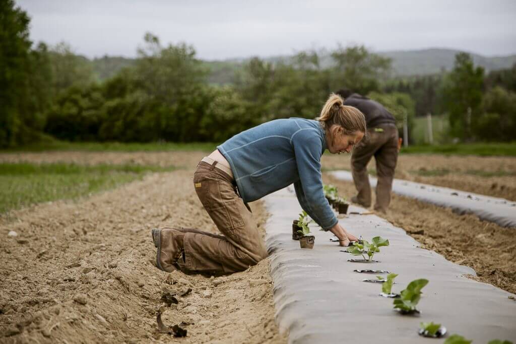 Farmers planting seedlings in rows on an agricultural field