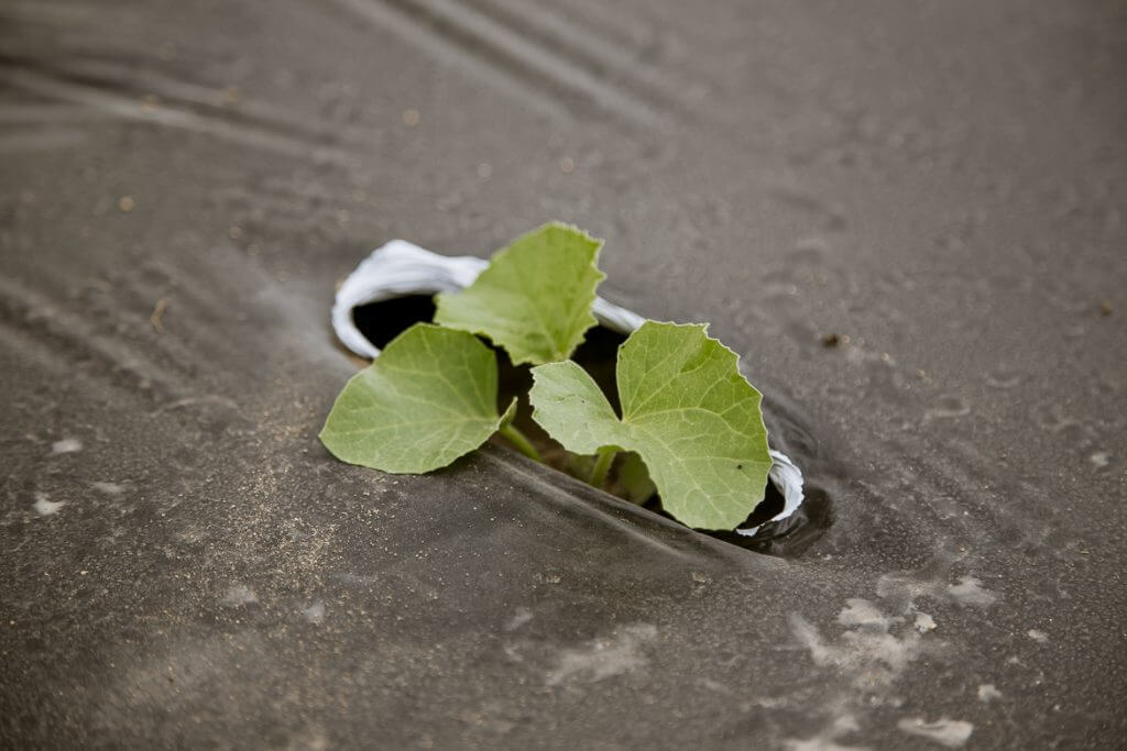 Small green plant sprouting through crack in concrete with bent nail