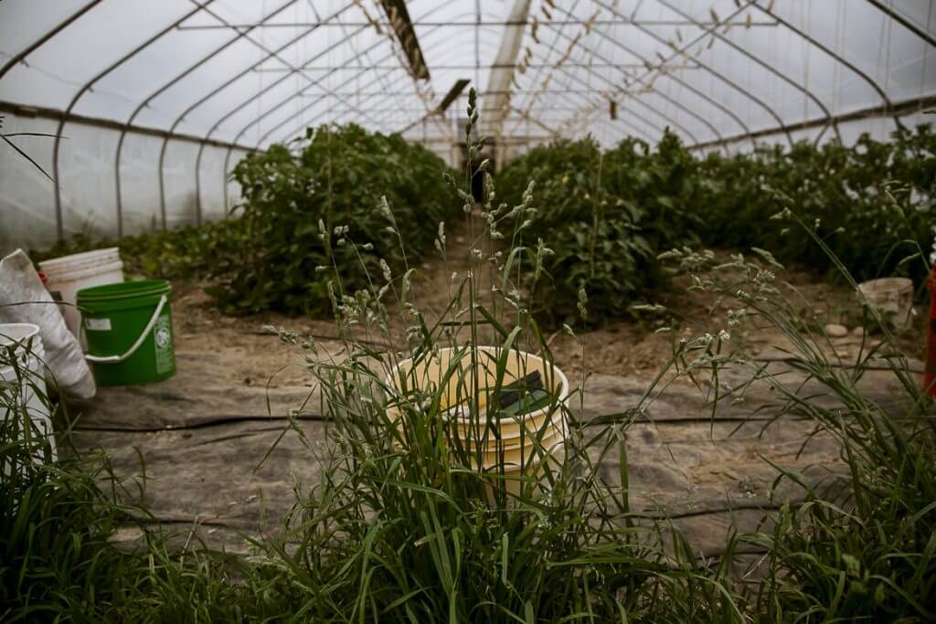 Green bucket in overgrown greenhouse with plants and weeds