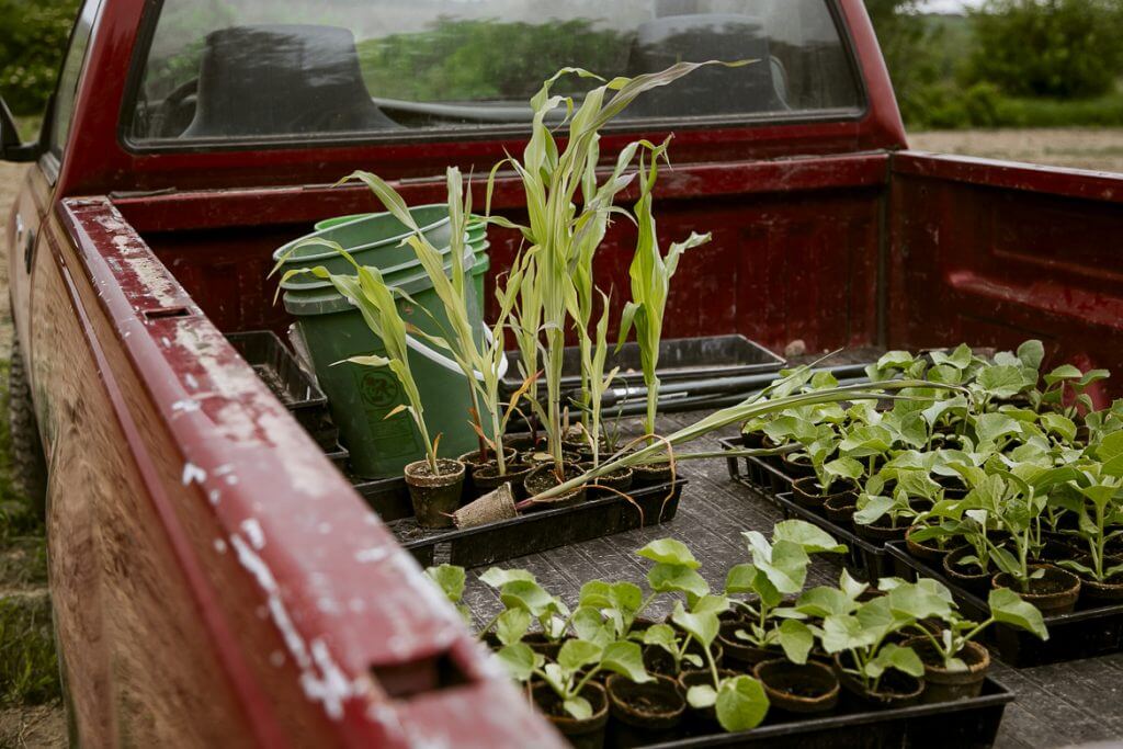 Young seedlings in trays sit in the back of a red pickup truck