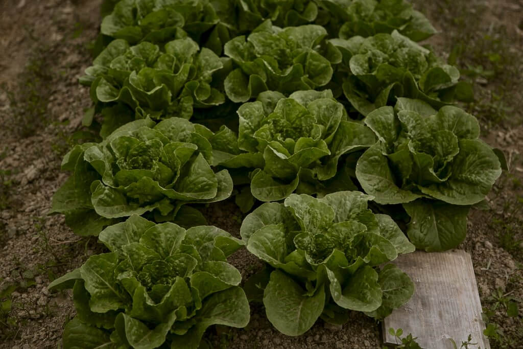 Fresh green lettuce heads growing in a garden on rocky soil