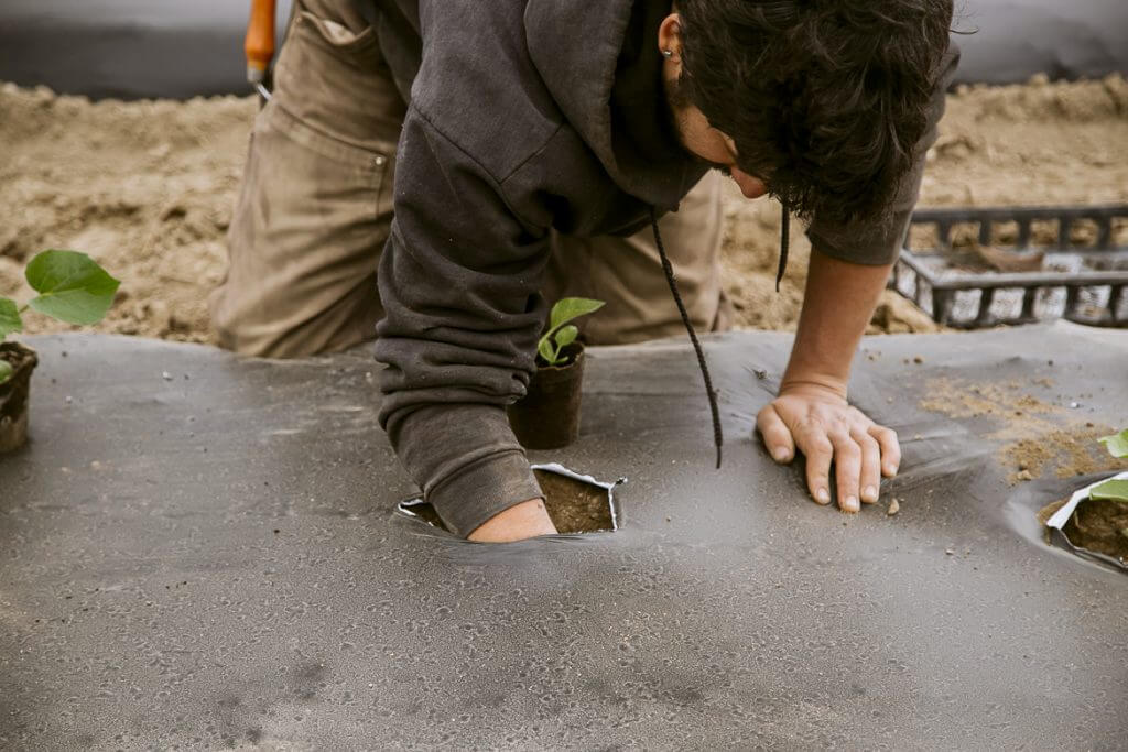 Person planting small green seedling in soil during gardening activity