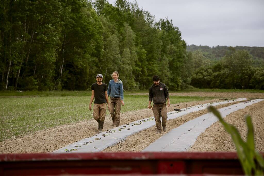 Three farmers walking through rows of planted crops on agricultural land