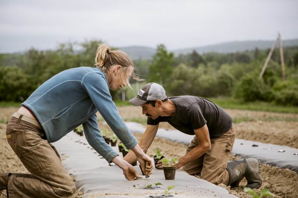 Two farmers planting seedlings in agricultural field with green landscape behind