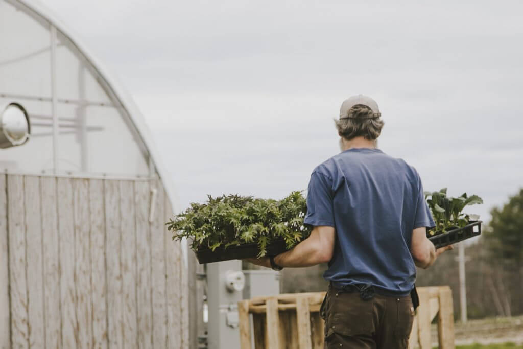Farmer carrying plant trays near greenhouse on rural farm